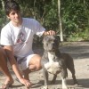 American Bully 