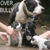 pocket bully amichetti