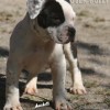 bully Amichetti
