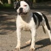 bully Amichetti