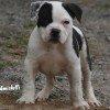 bully Amichetti