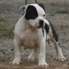 bully Amichetti