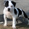 bully Amichetti