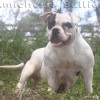 Am.bully pockett