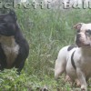 Am.bully pockett