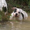 pocket bully amichetti