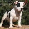pocket bully amichetti