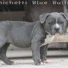 pocketbully