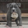 pocketbully
