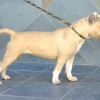 BULLYS Amichetti possuem massa densa e fuço grosso