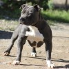 pocketbully