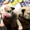 pocket bully amichetti