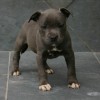 bully