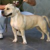 American Bully Canil Amichetti de Juquitiba SP