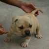 BULLYS Amichetti possuem massa densa e fuço grosso