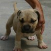 American Bully Canil Amichetti de Juquitiba SP
