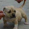 pocket bully amichetti