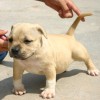 pocket bully amichetti
