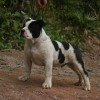 pocket bully amichetti