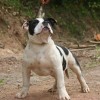 American Super Bully  
