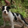 pocket bully amichetti