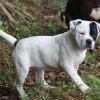pocket bully amichetti