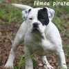 pocket bully amichetti