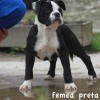 pocket bully amichetti