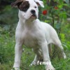 pocket bully amichetti