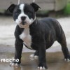 pocket bully amichetti
