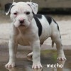pocket bully amichetti