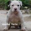 pocket bully amichetti