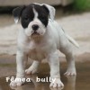 pocket bully amichetti