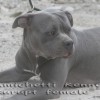 Am.bully pockett