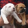 pocket bully amichetti