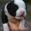 pocket bully amichetti