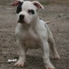 pocket bully amichetti
