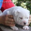 American Bully Canil Amichetti de Juquitiba SP