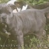 pocketbully