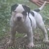 American BullyAmichetti