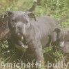 pocketbully