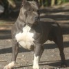 American Stafford Bully