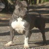 American Stafford Bully