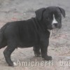 OVERBULLY  AMSTAFF SUPER AMERICAN BULLY BLUE NOSE 