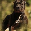 AMERICAN STAFFORDSHIRE TERRIER Amichetti