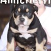 pocket american bully  PAX Dax Gottyline Amichetti