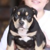 pocket american bully  PAX Dax Gottyline Amichetti