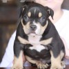pocket american bully  PAX Dax Gottyline Amichetti