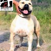 American Bullie type