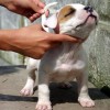 AMERICAN STAFFORDSHIRE TERRIER CINZA BLUE
